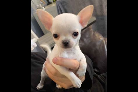 Chihuahuas love to burrow and will burrow under everything from blankets to dirt, which many scientists believe is an instinct that comes from their ancestors who lived in the desert and needed to burrow under the sand to survive. . Chihuahua for sale townsville